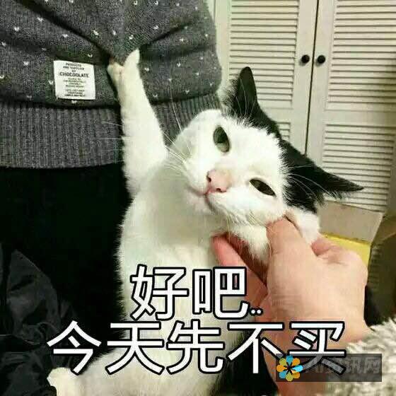 满足你的喵星人之声：下载 meowtalk，解锁与猫咪心灵沟通之门