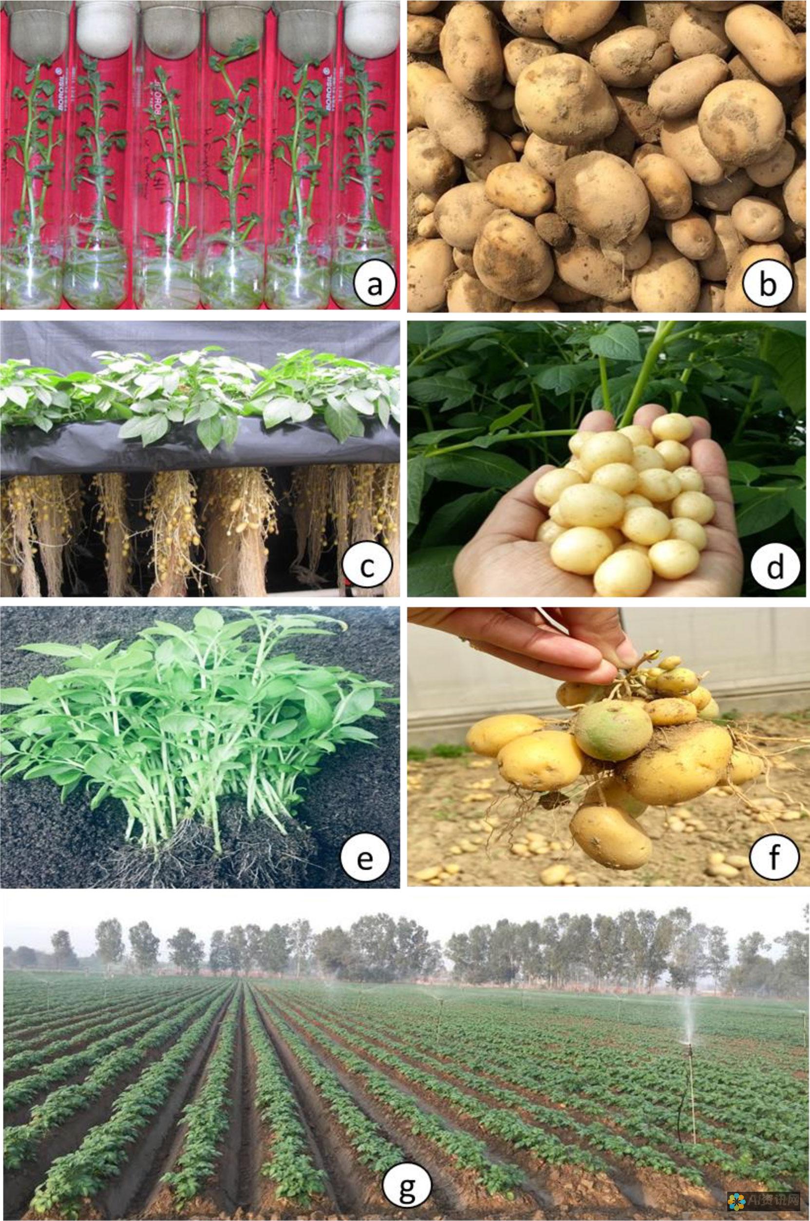 potato苹果下载 - 解锁无限可能，体验各种应用